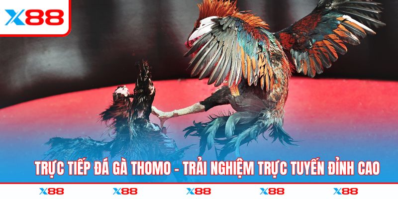 Trực tiếp đá gà thomo